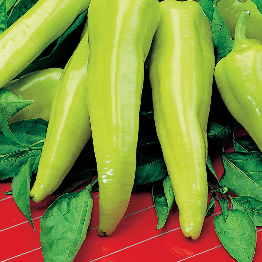 A cluster of yellow wax peppers with green leaves, displayed on a red background.